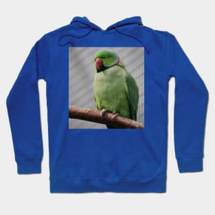 Perched Parakeet Hoodie